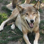 Italian Wolf