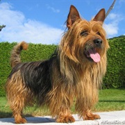 Aussie Terrier