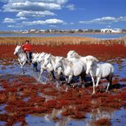 The Camargue Marshland & Park