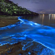 Seen Bioluminescent Waves