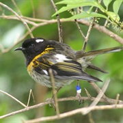 Stitchbird