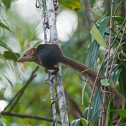 Nicobar Shrew