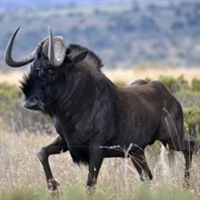 Black Wildebeest