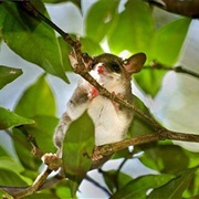 Creighton's Slender Opossum