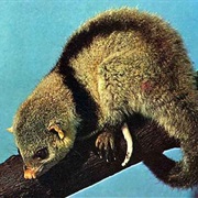 Black-Shouldered Opossum