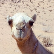 Control a Runaway Camel