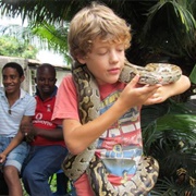 Serpents Du Congo, Kinshasa