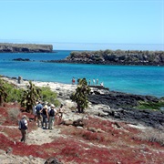 Santa Fe Island, Galapagos