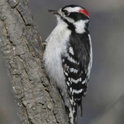 Downy Woodpecker