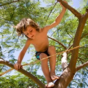 Climb a Tree as a Kid
