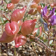 Spotted Locoweed (Astragalus Lentiginosus)