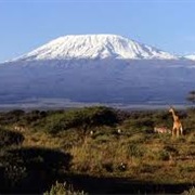 Killimanjaro