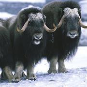 Musk Ox