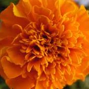 Marigold