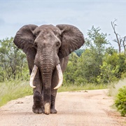 Maputo Special Reserve, Mozambique