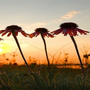 Lake Nettie National Wildlife Refuge