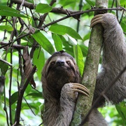 Wildlife-Watching Costa Rica