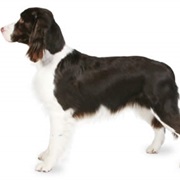 English Springer Spaniel