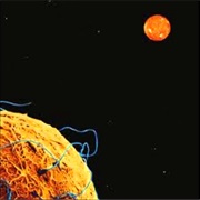 Phideaux - Snowtorch