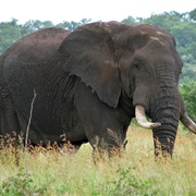 Elephant Jungle Sanctuary (Thailand)
