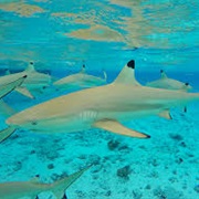 Snorkel With Black Tip Reef Sharks in Bora Bora