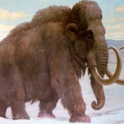 The Extinction of the Mammoth