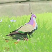 Wood Pigeon