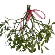 Mistletoe