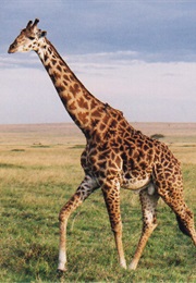 FOUR BEASTS IN ONE—THE HOMO-CAMELEOPARD (Edgar Allan Poe)