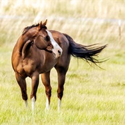 American Quarter Horse