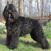 Bouvier Des Flandres