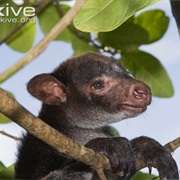 Grizzled Tree-Kangaroo
