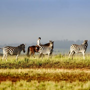 Mlilwane Wildlife Sanctuary