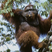 Orangutan in the Wild