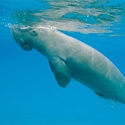 Bu Tinah Nature Reserve, United Arab Emirates