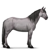 Highland Pony - Mouse Gray