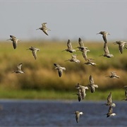 Hackberry Flat Wildlife Area, Oklahoma