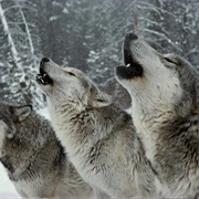 Howl With the Wolves