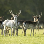 The New Forest, Hampshire