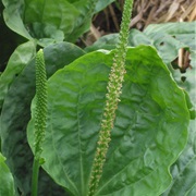 Broadleaf Plantain (Plantago Major)
