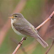 Common Chiffchaff