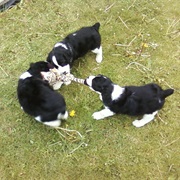 Play With Baby Animals