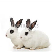 Twin Rabbits