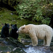 Spirit Bears Can Only Be Found in Great Bear Rainforest, BC