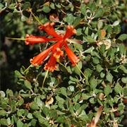 Scott National Park (WA)