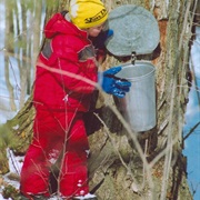 Go on a Maple Syrup Tour (Eastern Canada)