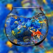 Aquarium Angelina Jensen