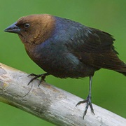 Cowbird