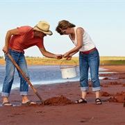 Go on a Happy Clamming Excursion (PEI)