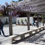 National Bonsai and Penjing Museum